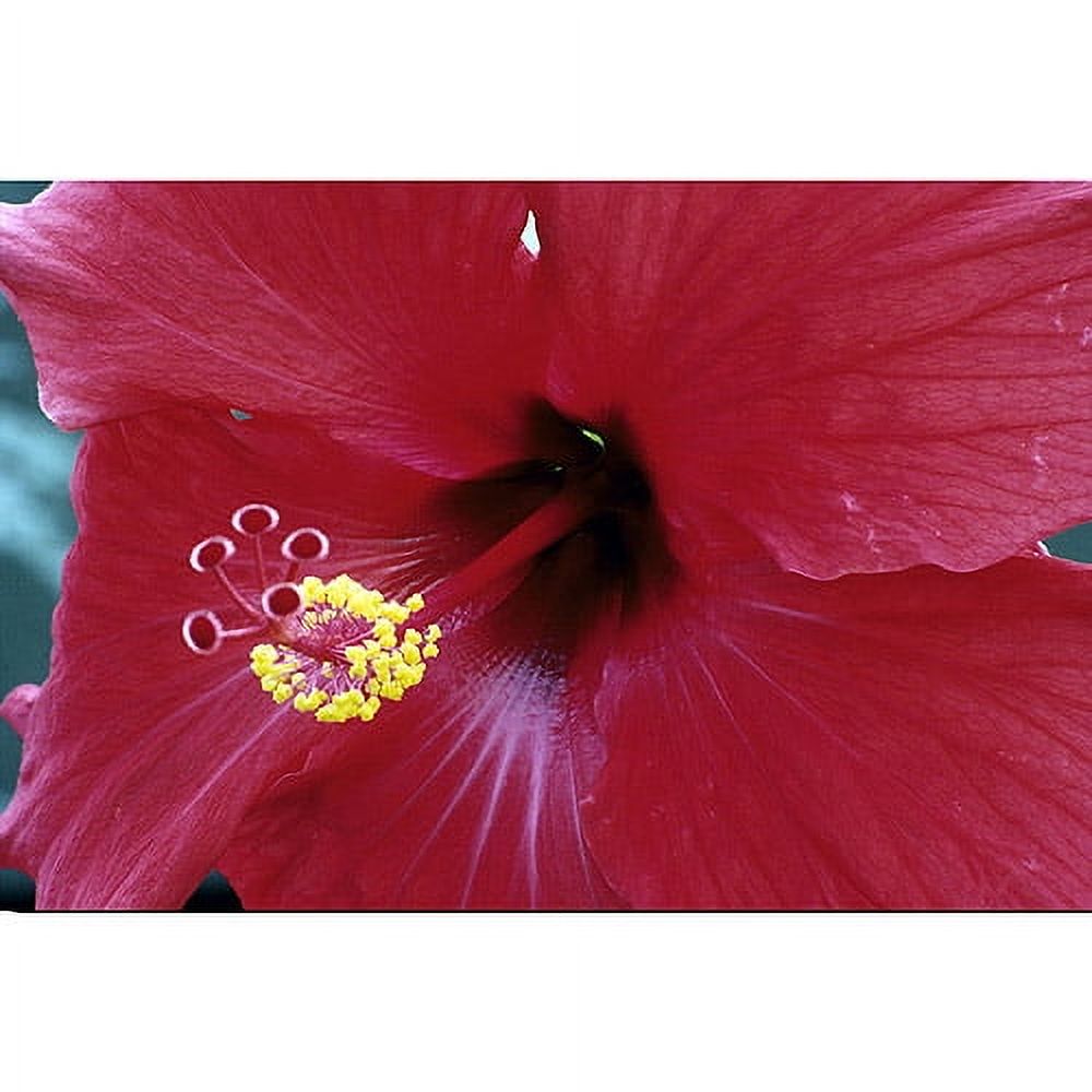 Trademark Art "Into The Hibiscus" by Kurt Shaffer