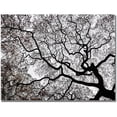 thumbnail image 1 of Trademark Art "Japanese Maple Spring Abstract II" Canvas Art by Kurt Shaffer, 1 of 3