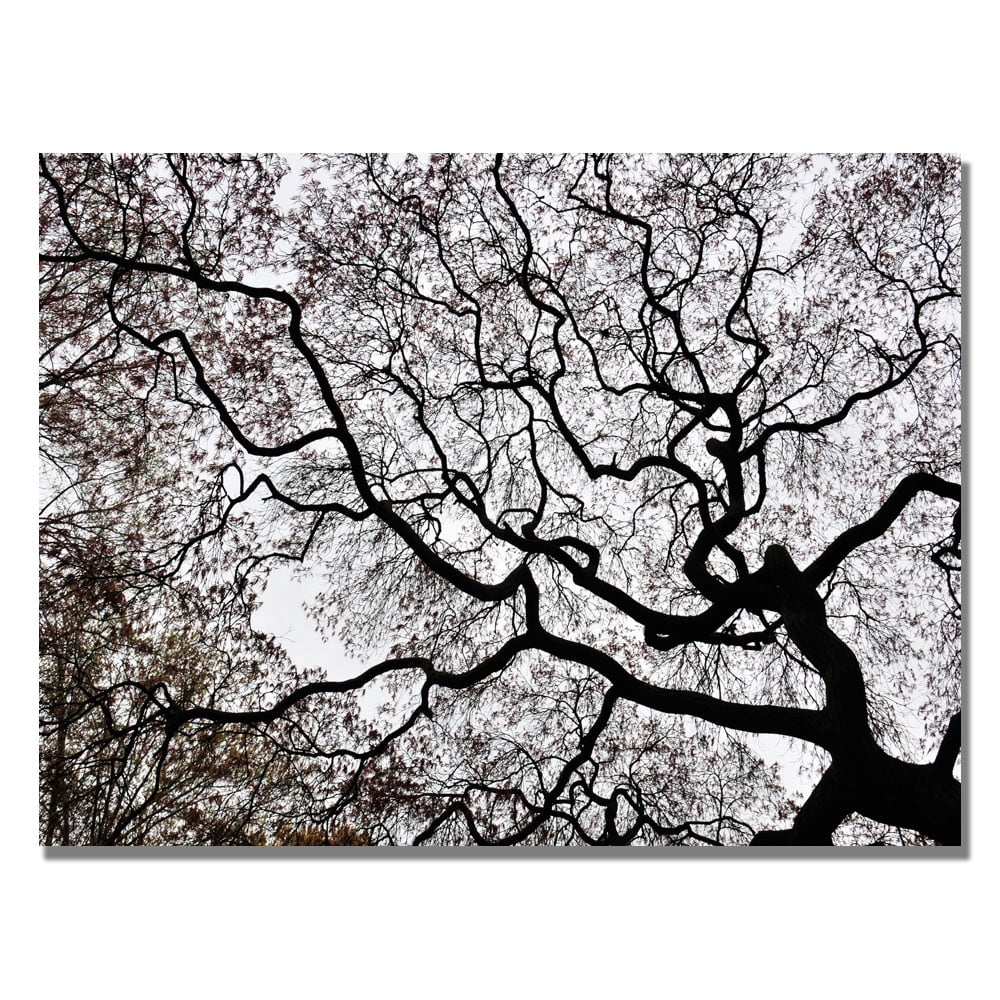 Trademark Art "Japanese Maple Spring Abstract II" Canvas Art by Kurt Shaffer