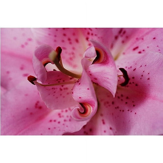 Trademark Art "Lily Abstract" by Kurt Shaffer