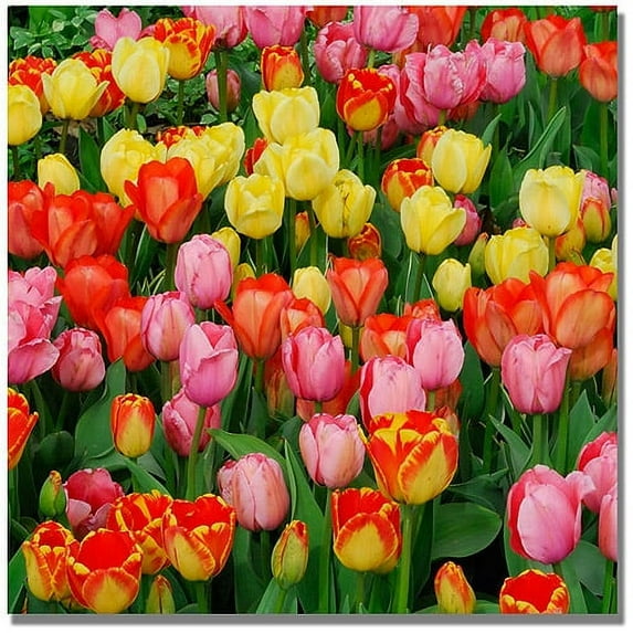 Trademark Art "Living Bouquet of Tulips" Canvas Art by Kurt Shaffer