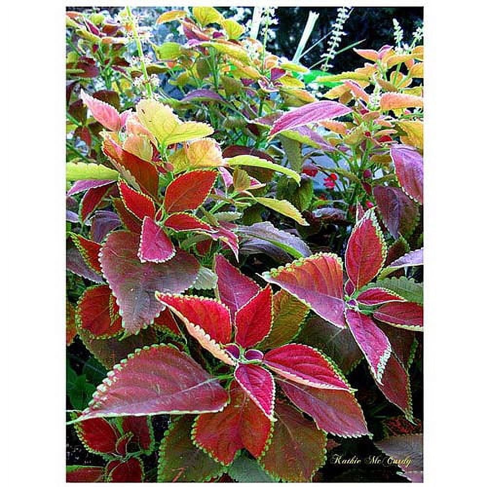Trademark Art "Magical Garden I" Canvas Art by Kathie McCurdy, 24x32