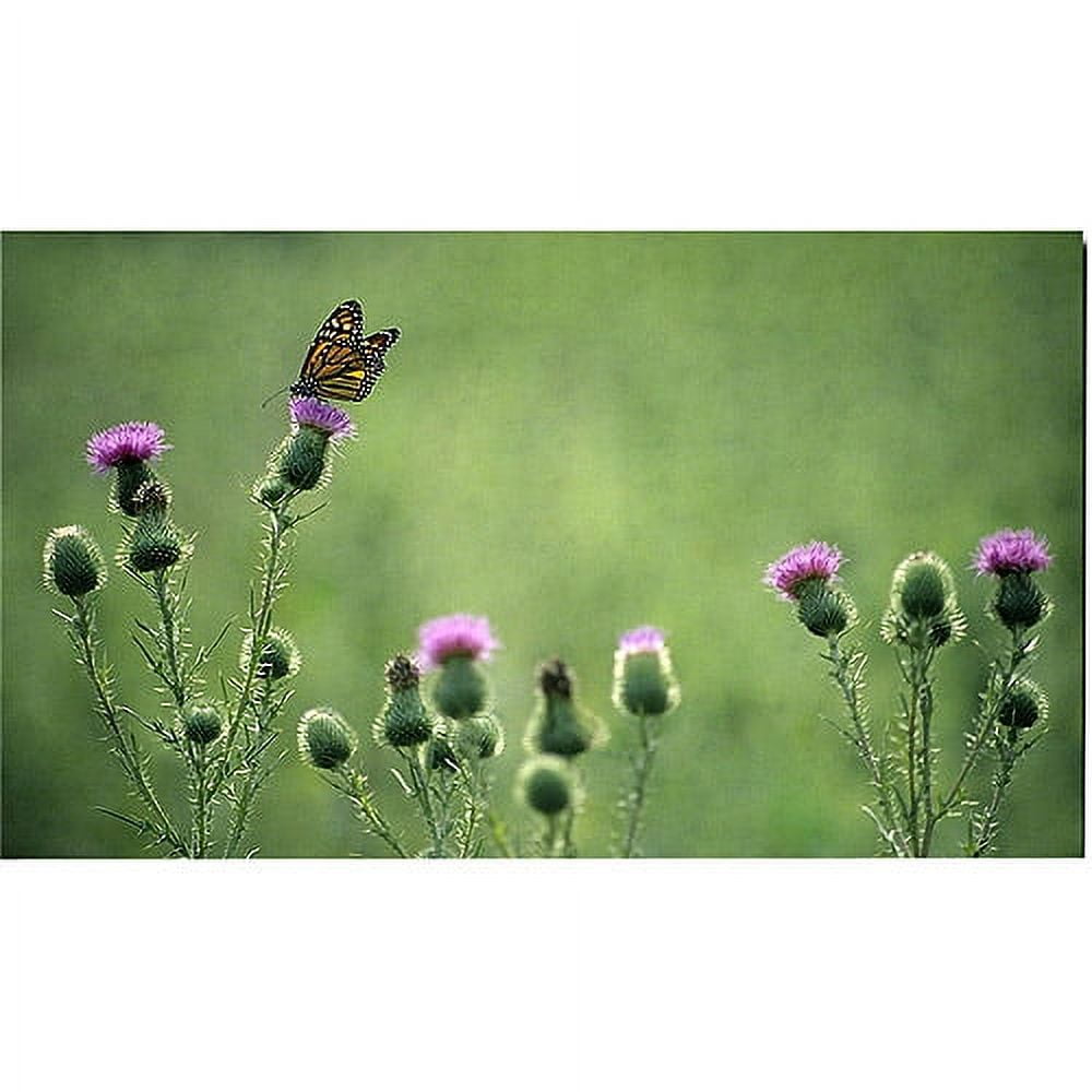 Trademark Art "Monarch Thistles" Canvas Art by Kurt Shaffer