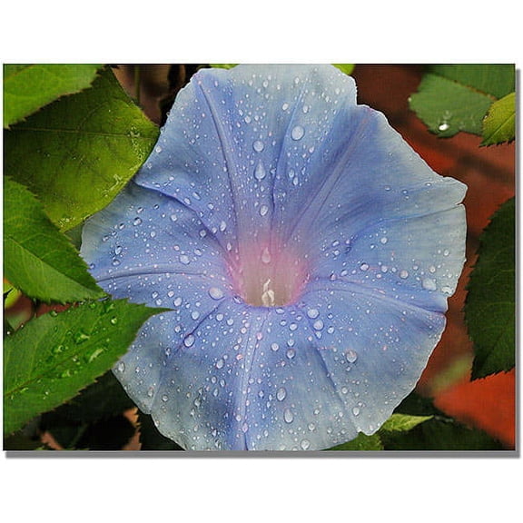Trademark Art "Morning Glory Rain Drops" Canvas Art by Kurt Shaffer
