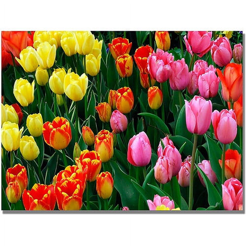 Large Multi-Colored Tulips Canvas Art Print