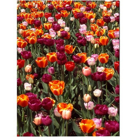 Trademark Art "Multi-Colored Tulips" Canvas Art by Kurt Shaffer
