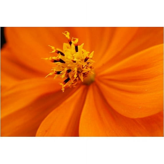 Trademark Art "Orange Flower" Canvas Art by Kurt Shaffer