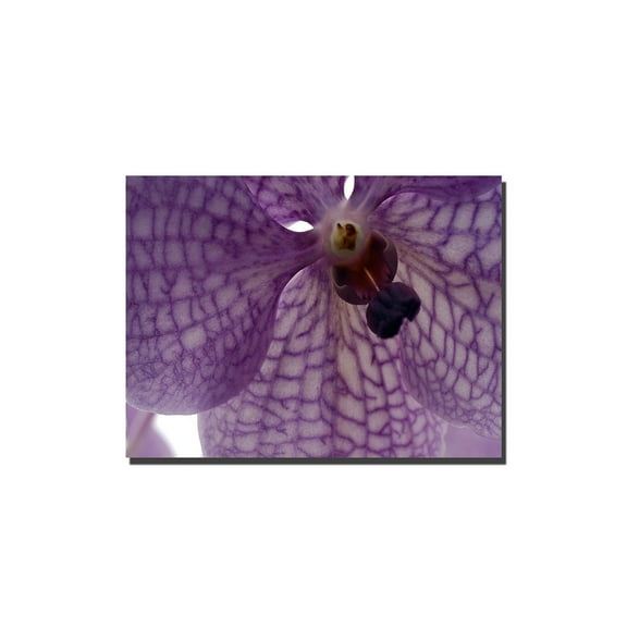 Trademark Art "Orchid Veins" Canvas Art by Kurt Shaffer