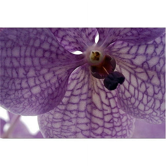 Trademark Art "Orchid Veins" Canvas Art by Kurt Shaffer