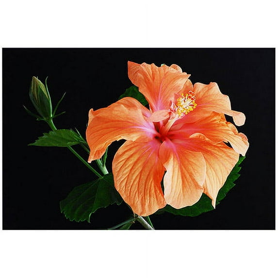 Trademark Art "Peach Hibiscus on Black" Canvas Art by Kurt Shaffer