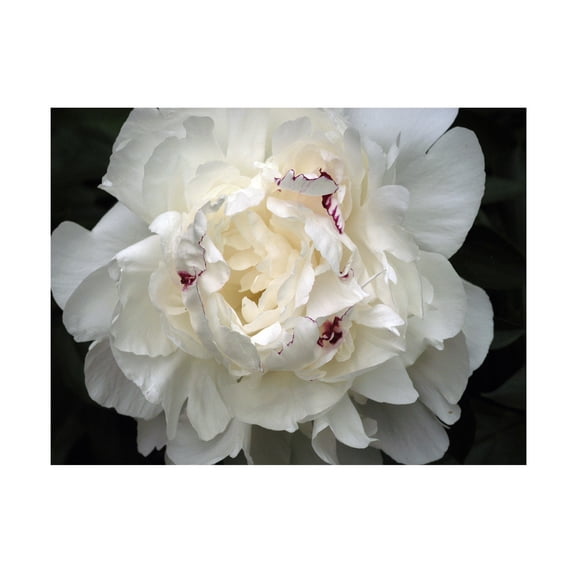 Trademark Fine Art Kurt Shaffer Perfect Peony Canvas Wall Art - 24x32