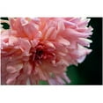 thumbnail image 1 of Trademark Art "Pink Dhalia" Canvas Art by Kurt Shaffer, 24x32, 1 of 1
