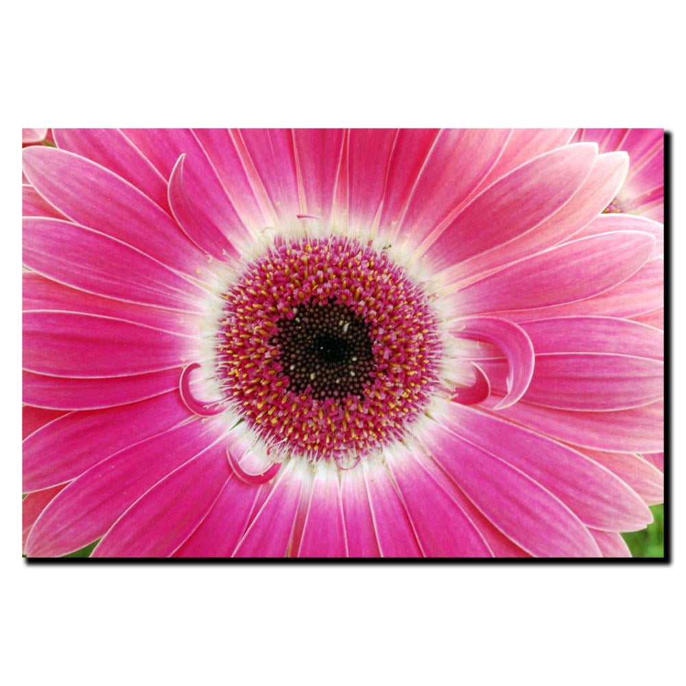 Trademark Art "Pink Gerber" Canvas Art