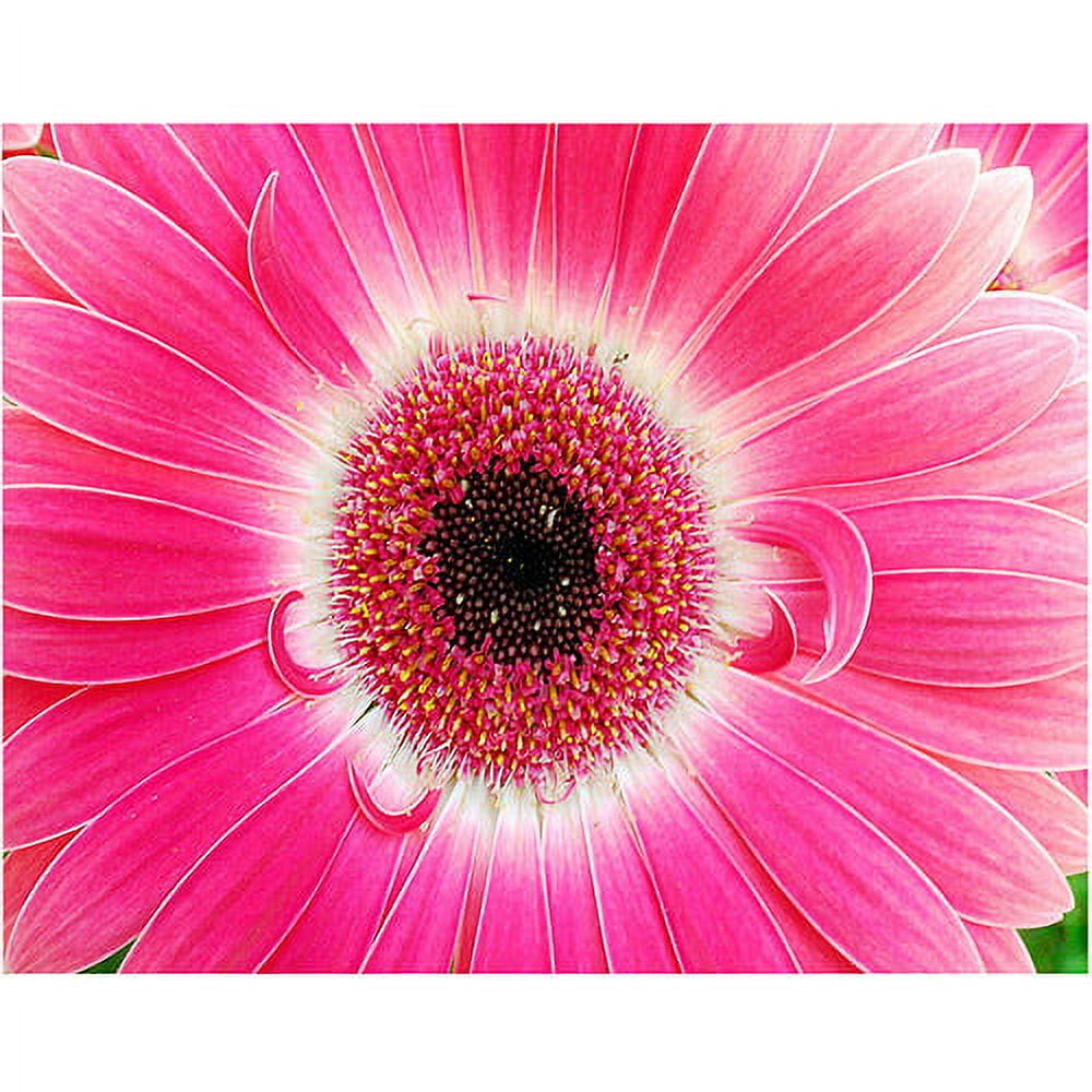 Trademark Art "Pink Gerber" Canvas Art