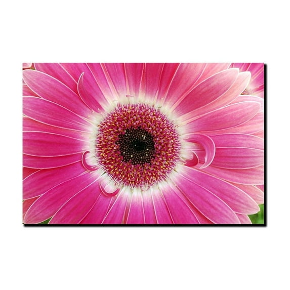 Trademark Art "Pink Gerber" Canvas Art