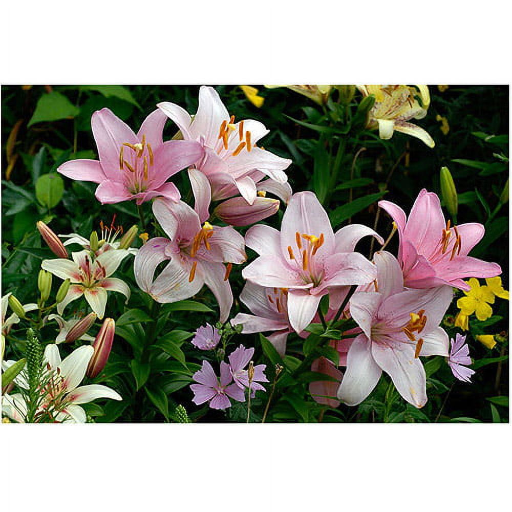 Pink Lilies Canvas Art by Kurt Shaffer, 16x24