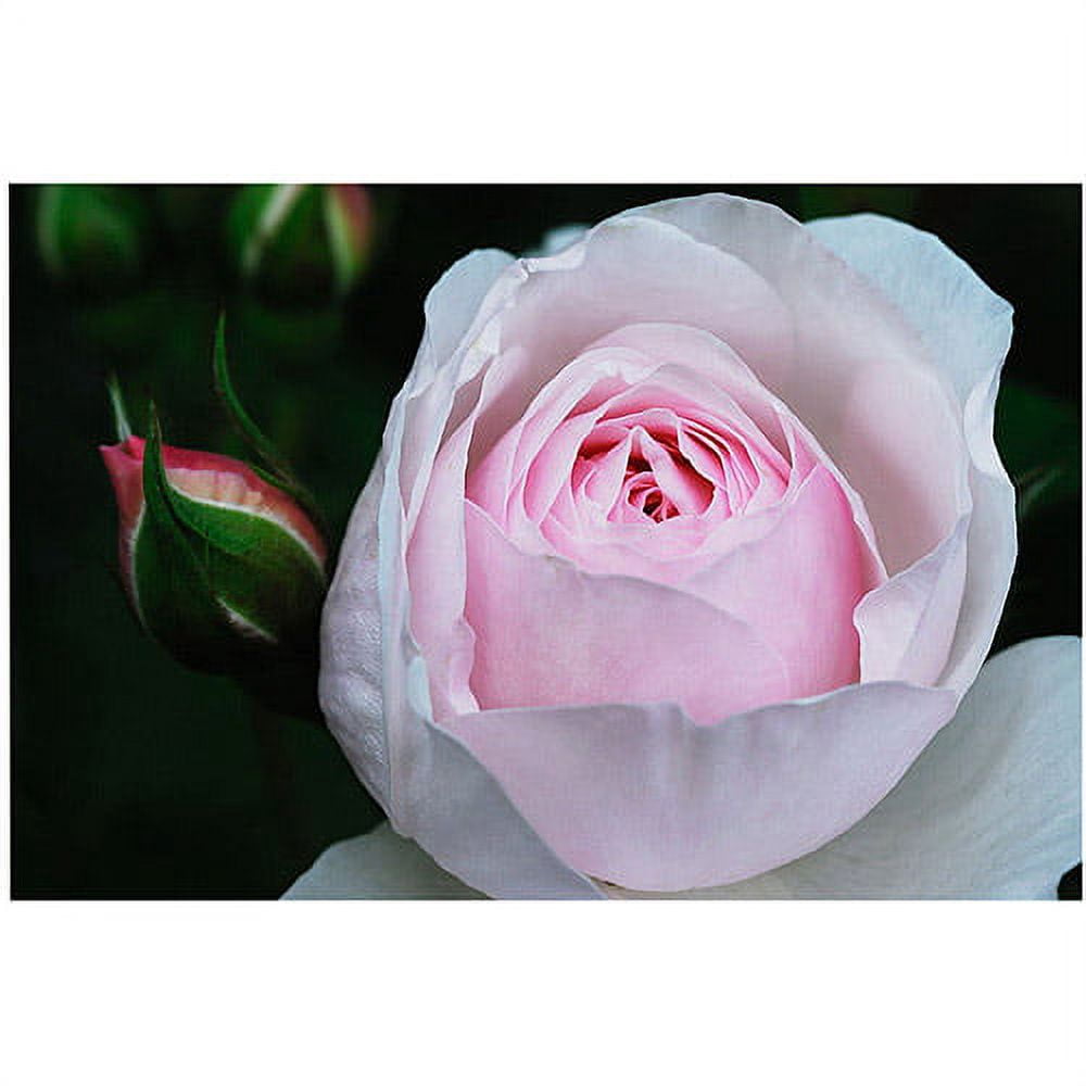 Trademark Art "Pink Rosebud" Canvas Art by Kurt Shaffer, 16x24