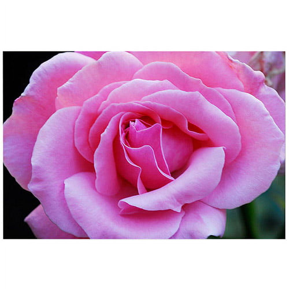Trademark Art "Pink and Beautiful II" Canvas Art by Kurt Shaffer, 16x24