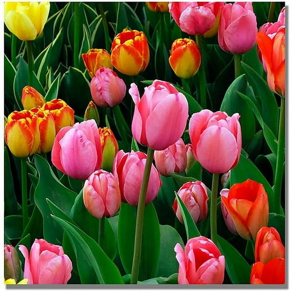 Trademark Art "Pink in the Middle Tulips" Canvas Art by Kurt Shaffer