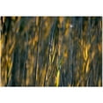 thumbnail image 1 of Trademark Art "Prairie Grass I" Canvas Art by Kurt Shaffer, 22x32, 1 of 1