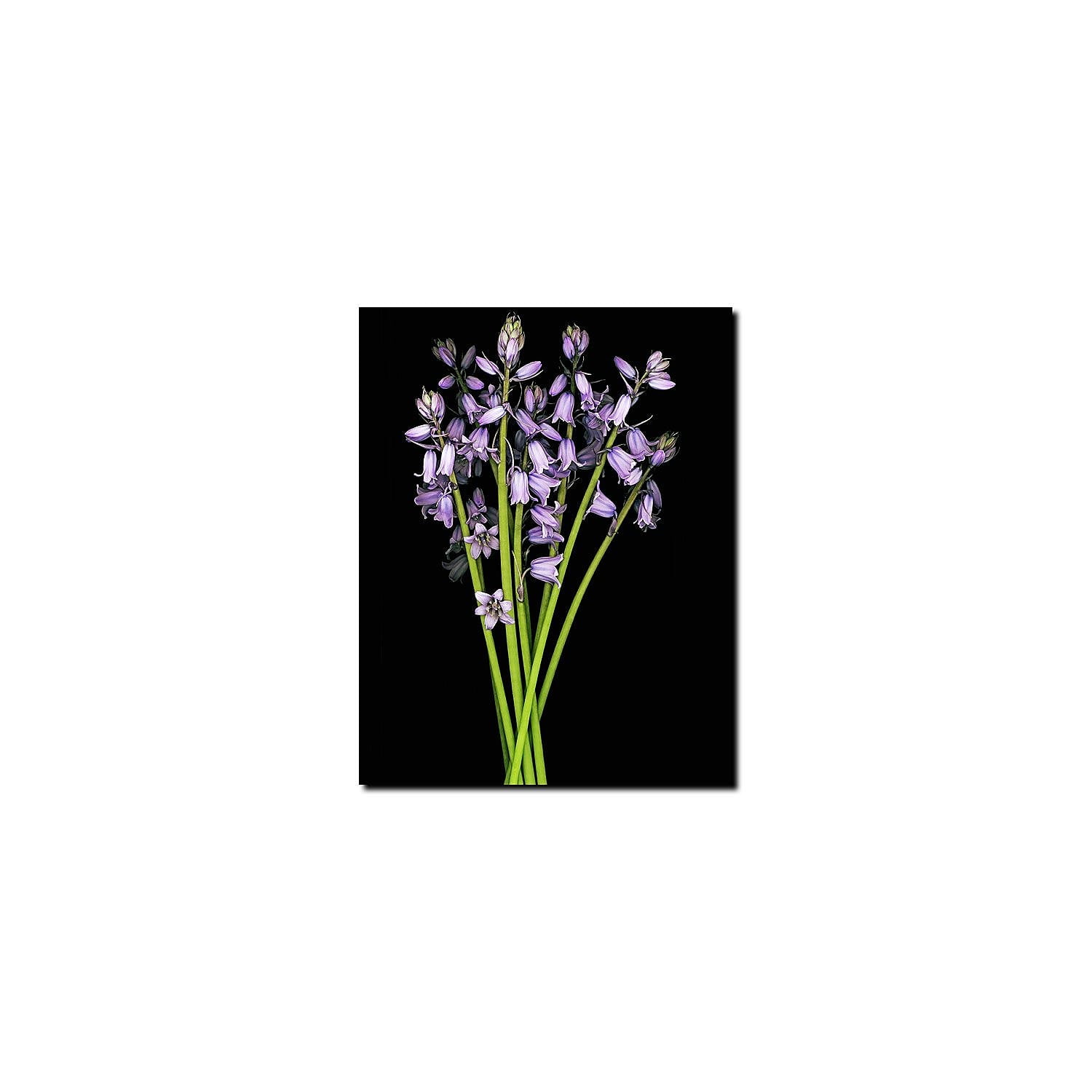 Preston Purple Flower Canvas Art in Black Frame