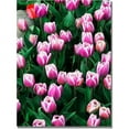thumbnail image 1 of Trademark Fine Art Kurt Shaffer 'Purple White Tulips and One Red' Canvas Art 30x47 Inches, 1 of 3