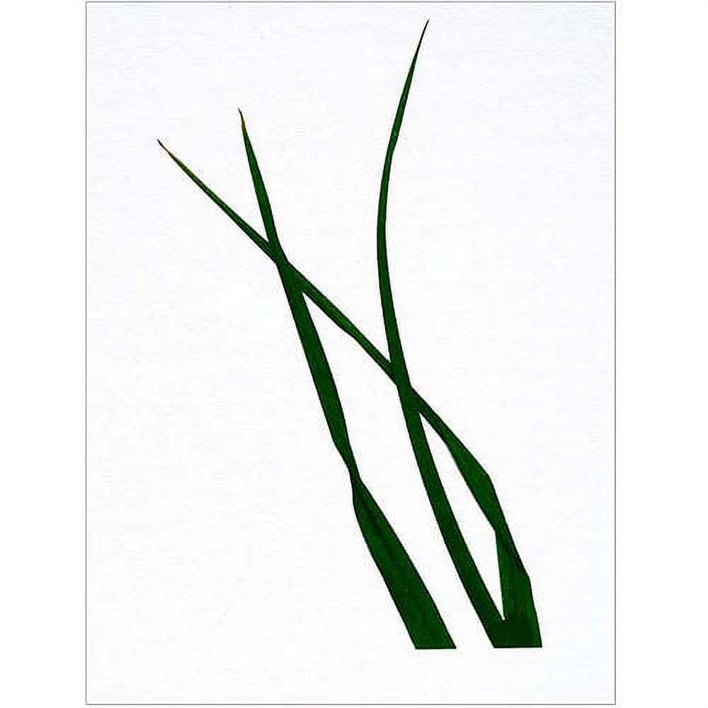 Modern Green Floral Canvas Art with White Background