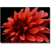Trademark Art "Red Dahlia" Canvas Art by Kurt Shaffer