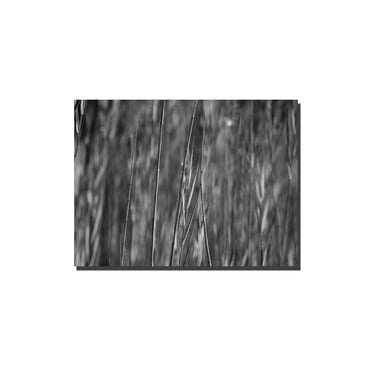 Trademark Art "Reed Abstract" Giclee Canvas Art