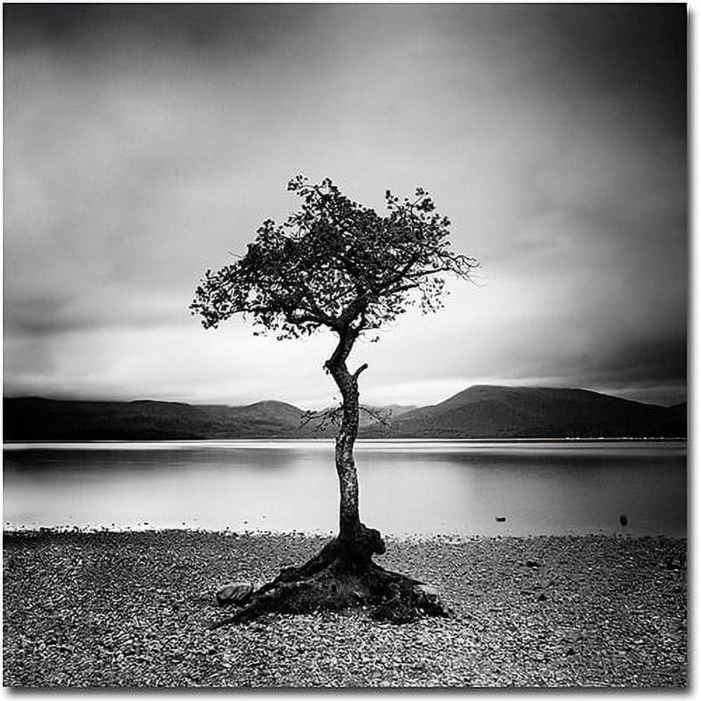Trademark Art "Scotland, Milarrochy Tree" Canvas Art by Nina Papoirek