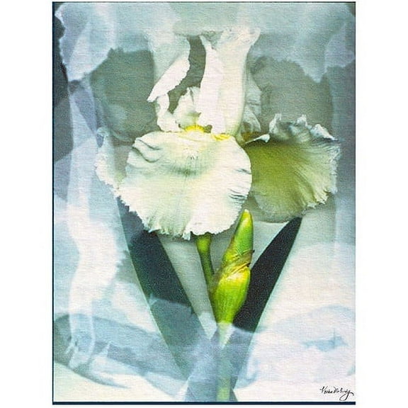 Trademark Fine Art Kathie Mccurdy Sheer White Iris Canvas Wall Art - 18x24