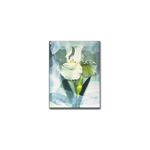 Trademark Fine Art Kathie Mccurdy Sheer White Iris Canvas Wall Art - 24x32