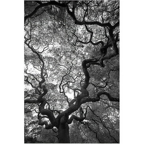 Trademark Art "Speaking" Canvas Art by CATeyes