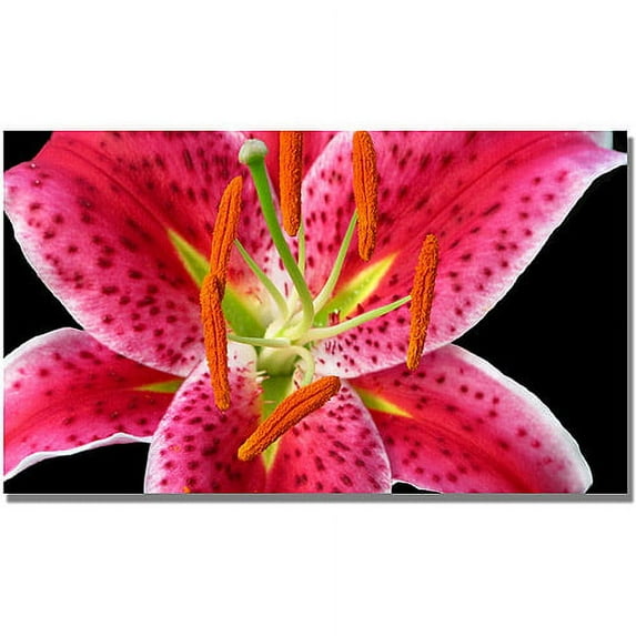 Trademark Art "Stargazer Lily" Canvas Wall Art by Kathie McCurdy