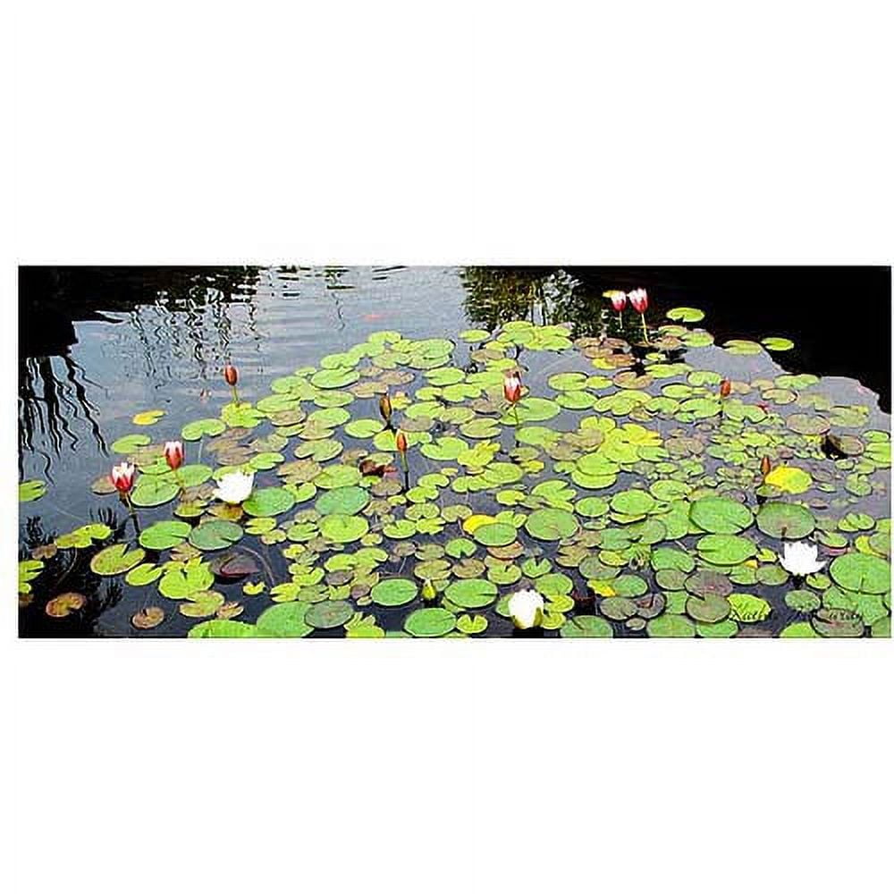 Trademark Art "Summer Lily Pond" Canvas Art by Kathie McCurdy