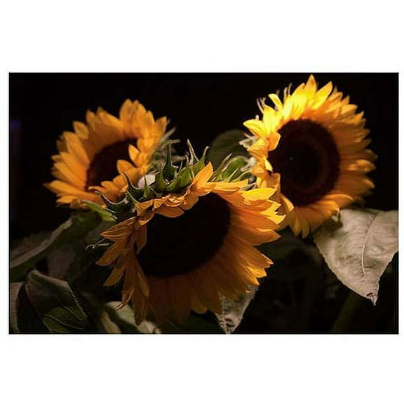 Trademark Art "Sunflower III" Canvas Art by Martha Guerra, 16x24