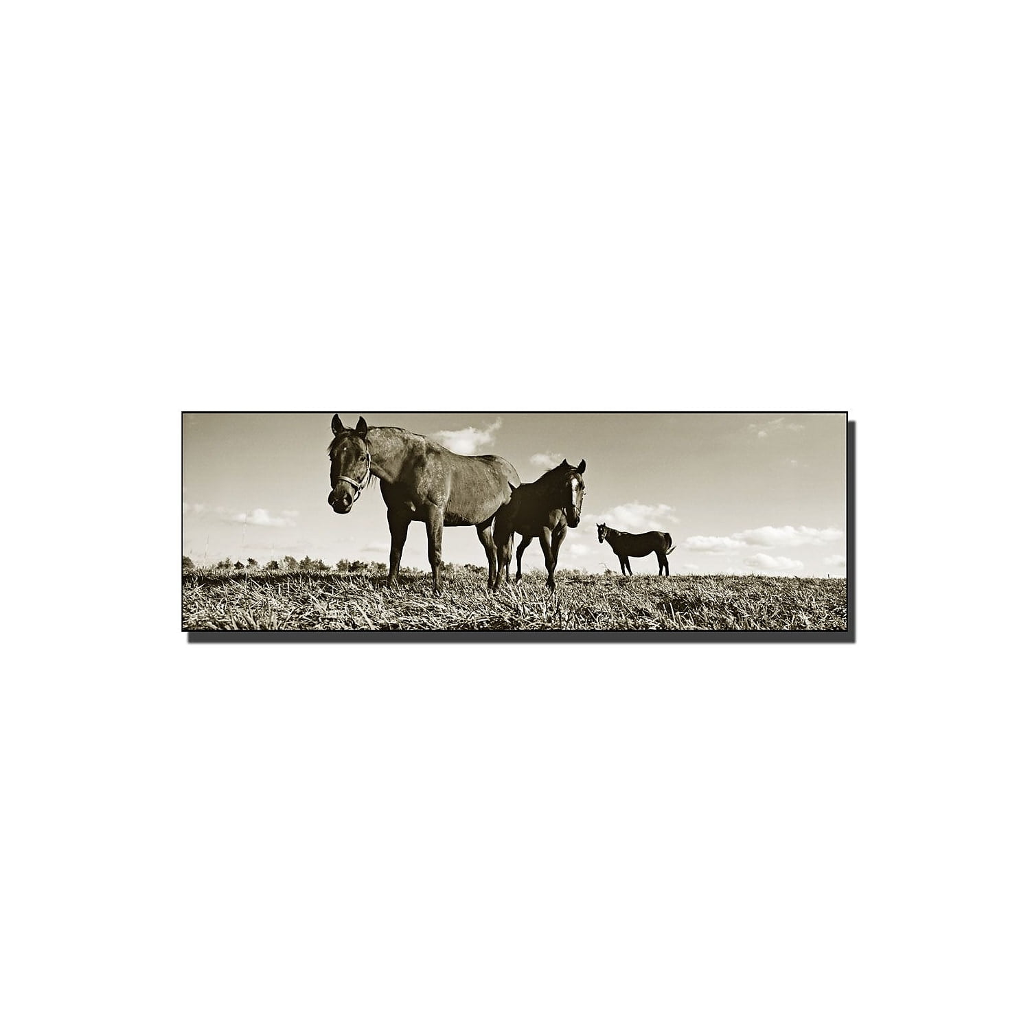 Trademark Art "The Horses" Canvas Art by Preston