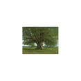 thumbnail image 1 of Trademark Art "The Oak of Flagey" Canvas Art by Gustave Courbet, 1 of 3