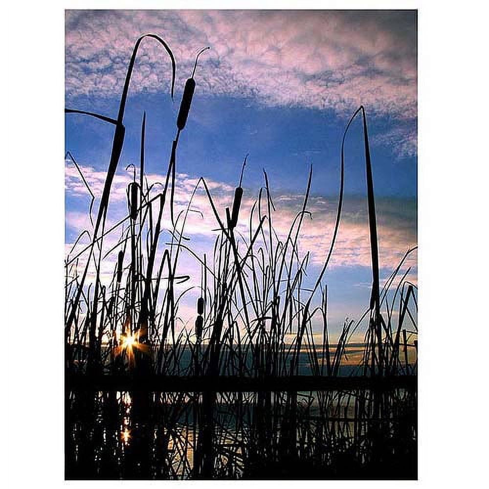 Trademark Art "The Secret II" Canvas Art by CATeyes