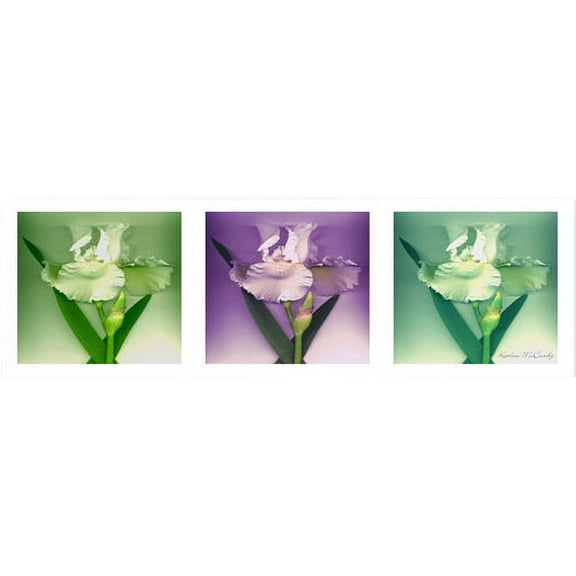 Trademark Art 'Three White Iris' Canvas Art by Kathie McCurdy