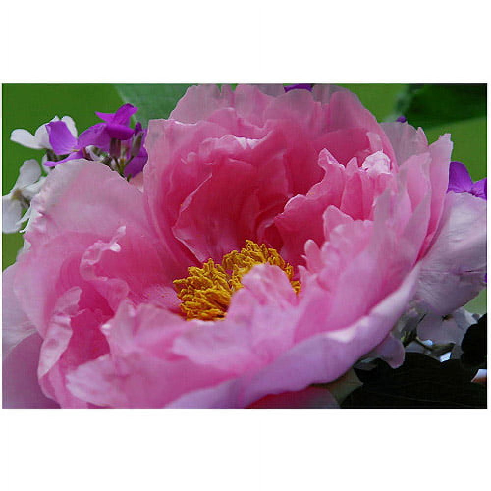 Trademark Art "Tree Peonie" by Kurt Shaffer, 16x24