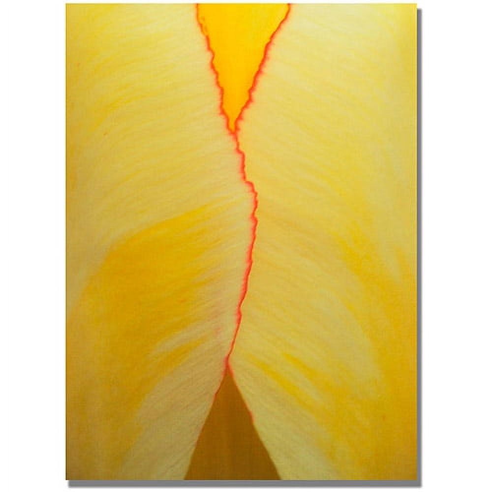 Trademark Art "Tulip Abstract" Canvas Art by Kurt Shaffer