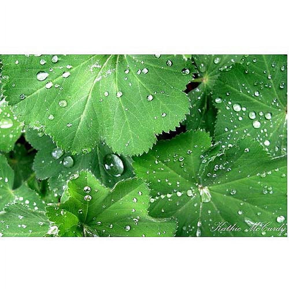 Trademark Art "Water Droplets" Canvas Art by Kathie McCurdy, 30x47