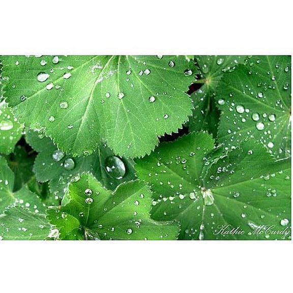 Trademark Art "Water Droplets" Canvas Art by Kathie McCurdy, 30x47