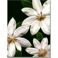 thumbnail image 1 of Trademark Art "White Clematis" Canvas Art by Kathie McCurdy, 1 of 2