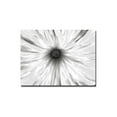 thumbnail image 1 of Trademark Art "White Garden" Canvas Art by Kathie McCurdy, 1 of 2