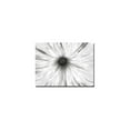 thumbnail image 1 of Trademark Art "White Garden" Canvas Art by Kathie McCurdy, 1 of 2