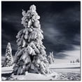 thumbnail image 1 of Philippe Sainte-Laudy 'White Ink'  Canvas Wall Art 14 x 14, 1 of 2