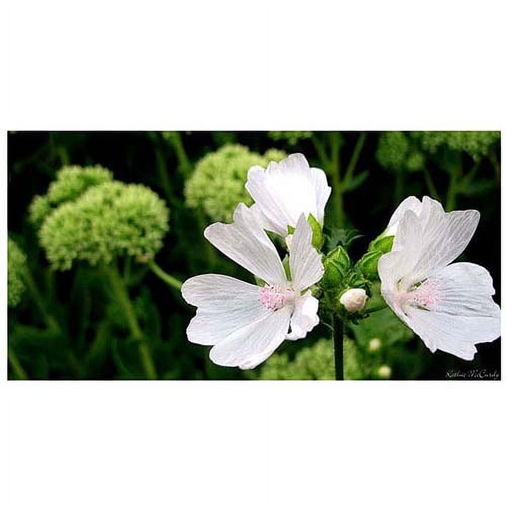 Trademark Art "White Mallow" Canvas Art by Kathie McCurdy