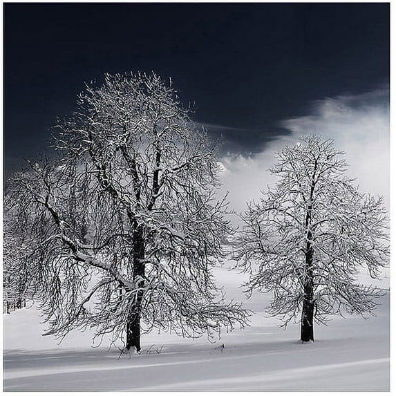 Trademark Art "White Nature" Canvas Art by Philippe Sainte-Laudy